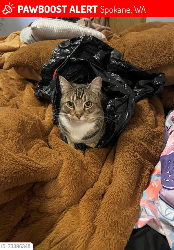 Lost Female Cat last seen 57th and Magnolia, Spokane, WA 99223