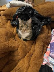 Lost Female Cat last seen 57th and Magnolia, Spokane, WA 99223