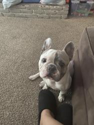 Lost Male Dog last seen Bay Meadows &Carver rd, Modesto, CA 95350
