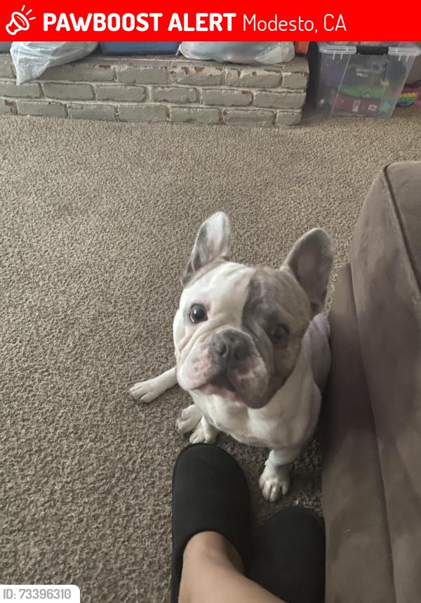 Lost Male Dog last seen Bay Meadows &Carver rd, Modesto, CA 95350