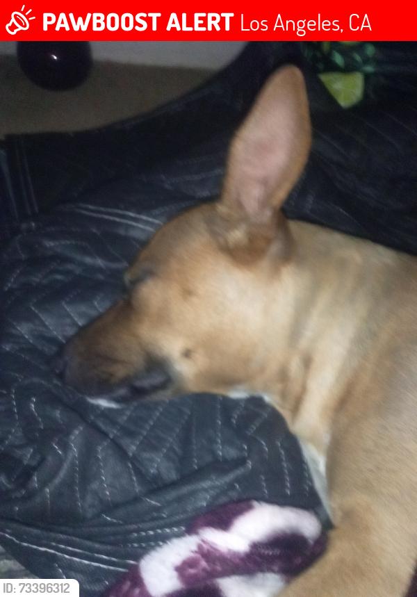 Lost Female Dog last seen Spence and Lorena St, Los Angeles, CA 90023
