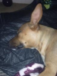 Lost Female Dog last seen Spence and Lorena St, Los Angeles, CA 90023