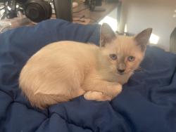 Found/Stray Male Cat last seen North Avenue Overpass, Atlanta, GA 30318