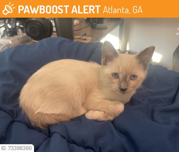 Found/Stray Male Cat last seen North Avenue Overpass, Atlanta, GA 30318