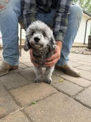 Found/Stray Male Dog last seen Grace Place Farm & Gardens, Sioux Falls, SD 57110