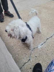 Reunited Male Dog last seen Between Ocean Ave and Garfield Ave, Jersey City, NJ 07305