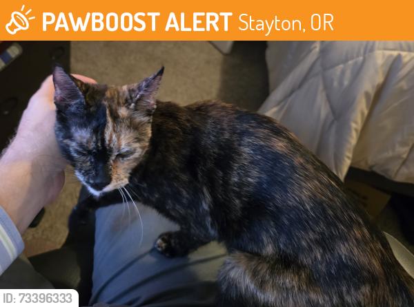 Found/Stray Unknown Cat last seen W Locust, and Westtown Dr area., Stayton, OR 97383