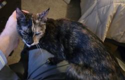 Found/Stray Unknown Cat last seen W Locust, and Westtown Dr area., Stayton, OR 97383