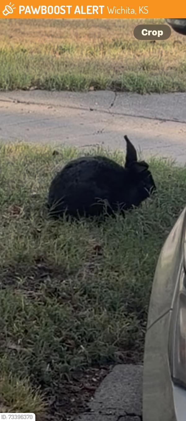 Found/Stray Unknown Rabbit last seen 1st and vine in delano, Wichita, KS 67203