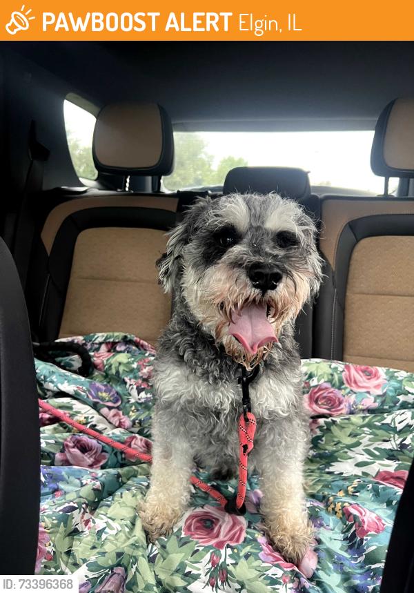 Found/Stray Male Dog last seen Ripple Brook Lane and Shady Oaks Dr, Elgin, IL 60120