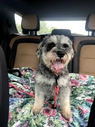 Found/Stray Male Dog last seen Ripple Brook Lane and Shady Oaks Dr, Elgin, IL 60120