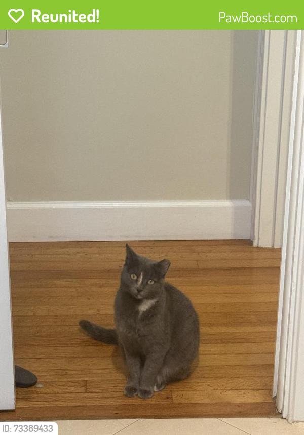 Reunited Female Cat last seen 51st Street and Spruce Ave, West Palm Beach, FL 33407