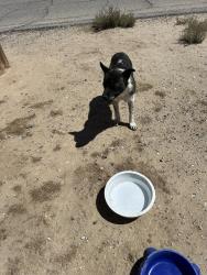 Found/Stray Male Dog last seen 179th Street East/Mossdale Avenue, Lake Los Angeles, CA 93535, Lake Los Angeles, CA 93591