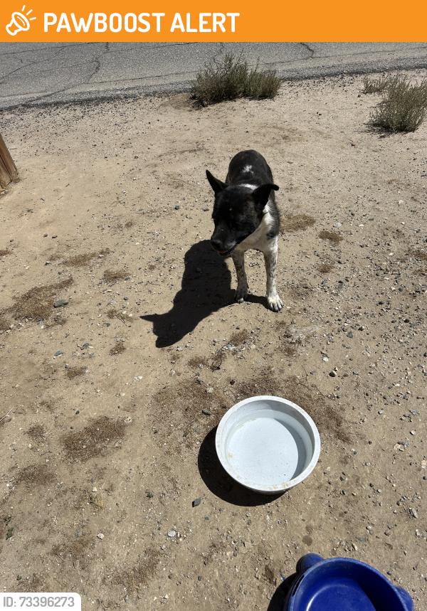 Found/Stray Male Dog last seen 179th Street East/Mossdale Avenue, Lake Los Angeles, CA 93535, Lake Los Angeles, CA 93591