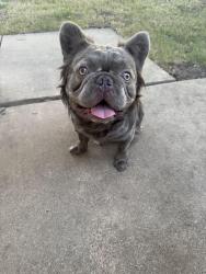 Lost Male Dog last seen Preston / Buffalo, Cleburne, TX 76033