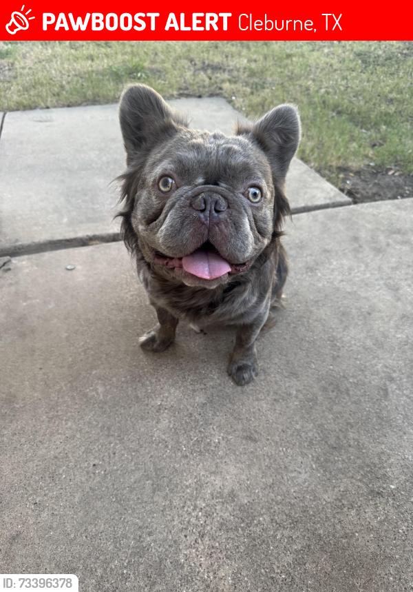 Lost Male Dog last seen Preston / Buffalo, Cleburne, TX 76033