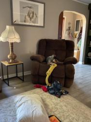 Lost Female Dog last seen Far hills and east Dorothy lane, Dayton, OH 45419