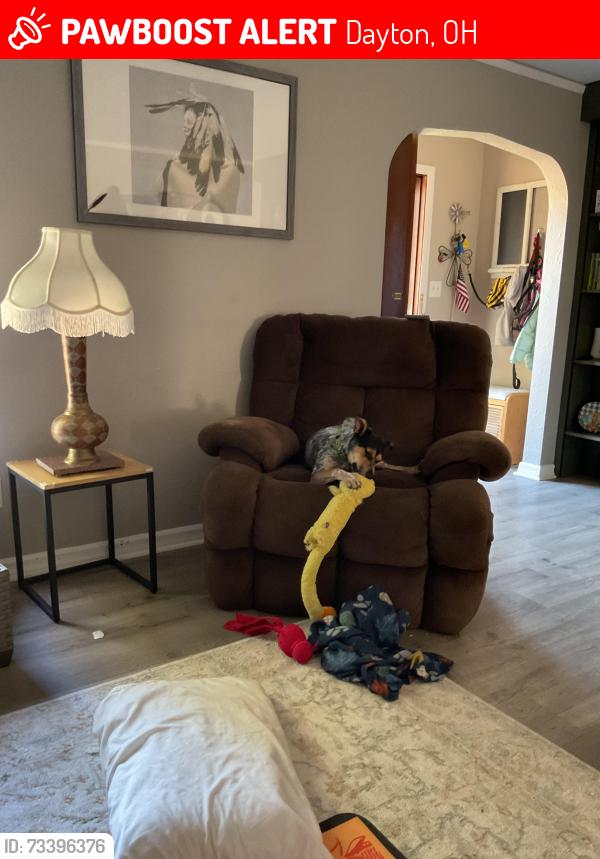 Lost Female Dog last seen Far hills and east Dorothy lane, Dayton, OH 45419