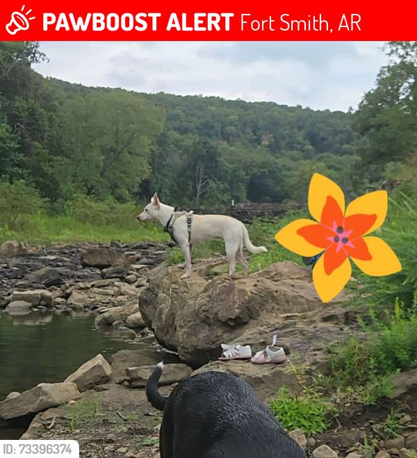 Lost Female Dog last seen Sweet Ave a d Presley, Fort Smith, AR 72901