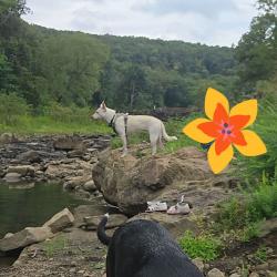 Lost Female Dog last seen Sweet Ave a d Presley, Fort Smith, AR 72901