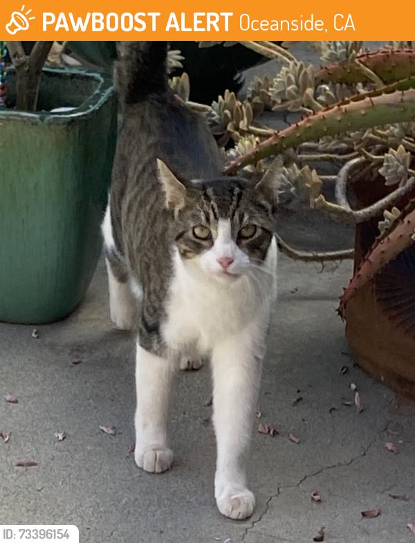 Found/Stray Unknown Cat last seen Vista Way, S Tremont, Eaton, Broadway, South Oceanside, CA 92054
