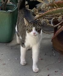 Found/Stray Unknown Cat last seen Vista Way, S Tremont, Eaton, Broadway, South Oceanside, CA 92054