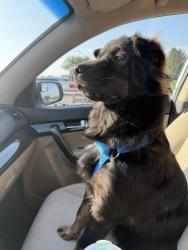 Found/Stray Female Dog last seen Cardinal Valley Neighborhood, Lexington, KY 40504