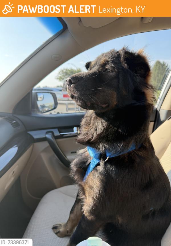 Found/Stray Female Dog last seen Cardinal Valley Neighborhood, Lexington, KY 40504