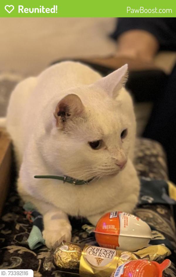 Reunited Male Cat last seen Barcelona and Lois Avenue, Tampa, FL 33629