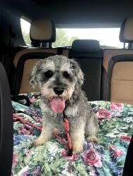 Reunited Male Dog last seen Ripple Brook Lane and N Shady Oaks Dr, Elgin, IL 60120
