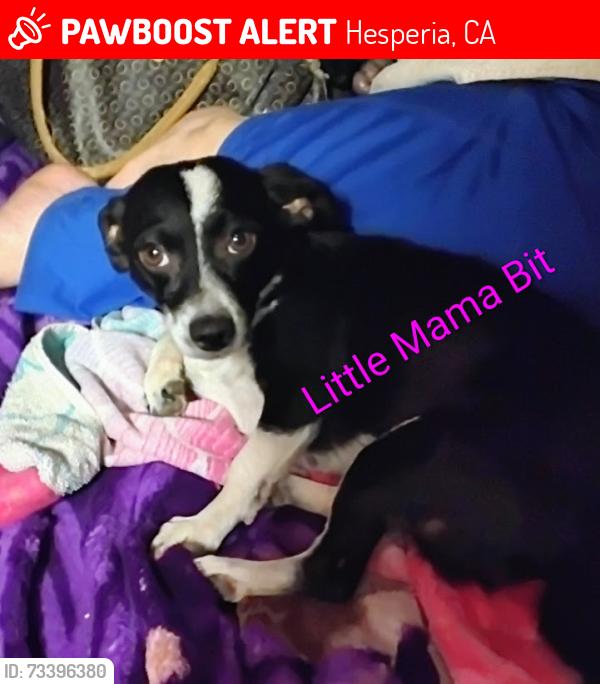 Lost Female Dog last seen cedar middle school, Hesperia, CA 92344