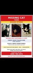 Lost Female Cat last seen Judith, Hartly, DE 19953