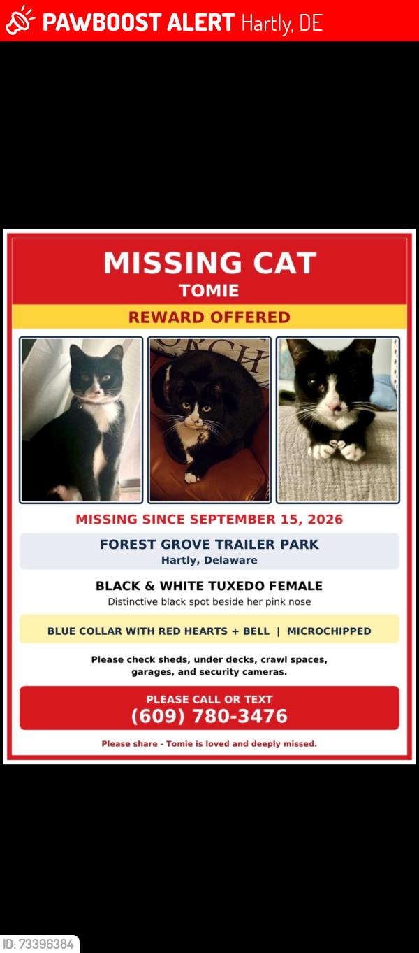 Lost Female Cat last seen Judith, Hartly, DE 19953