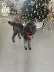 Lost Male Dog last seen Artistry development, Sarasota County, FL 34240