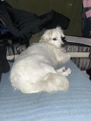 Reunited Male Dog last seen 42nd and 3rd Ave, Los Angeles, CA 90008