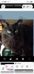 Lost Male Cat last seen Near E Alameda zPl, Aurora, CO 80017