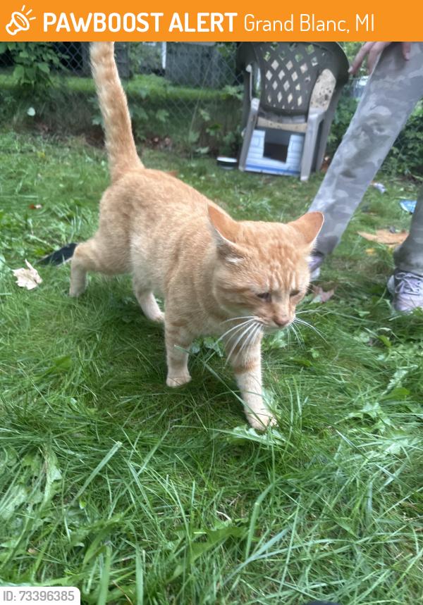 Found/Stray Male Cat last seen marathon, Grand Blanc, MI 48439