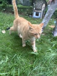 Found/Stray Male Cat last seen marathon, Grand Blanc, MI 48439