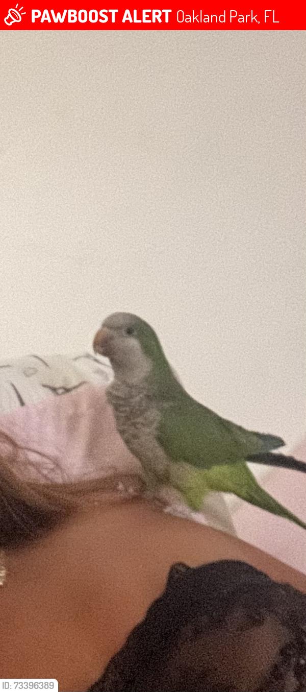 Lost Male Bird last seen Near NW 32 Street Oakland Park, Oakland Park, FL 33309