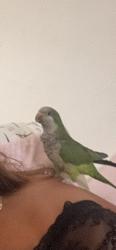Lost Male Bird last seen Near NW 32 Street Oakland Park, Oakland Park, FL 33309