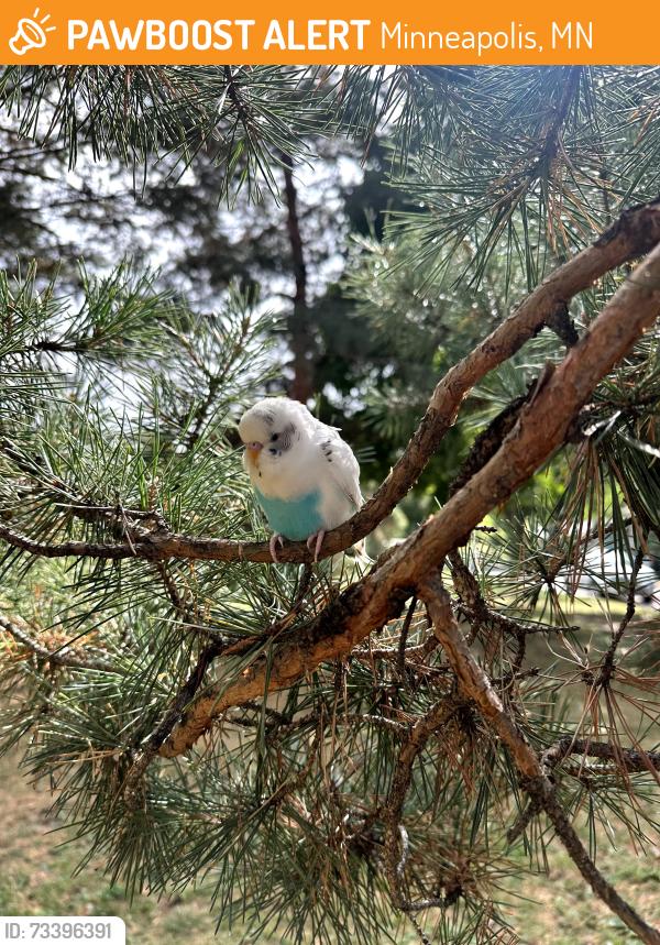 Found/Stray Unknown Bird last seen Green space at 43rd St and 20th Ave S, by the Hiawatha Golf Course, Minneapolis, MN 55407