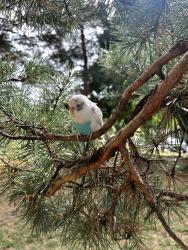 Found/Stray Unknown Bird last seen Green space at 43rd St and 20th Ave S, by the Hiawatha Golf Course, Minneapolis, MN 55407