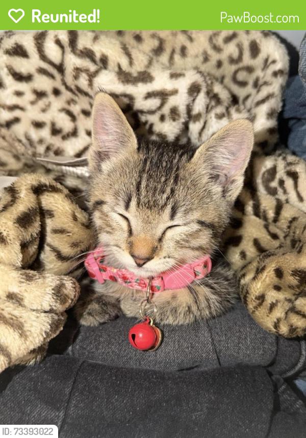 Reunited Male Cat last seen Concourse Ave, Montebello, CA 90640