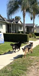 Reunited Unknown Dog last seen Friar and Tunnney, Los Angeles, CA 91335
