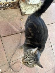 Reunited Female Cat last seen 179th Street East/Mossdale Avenue, Lake Los Angeles, CA 93535, Lake Los Angeles, CA 93591