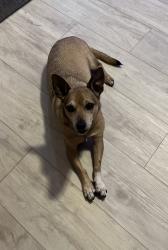 Lost Female Dog last seen Oil Well Grade Road, Collier County, FL 34120