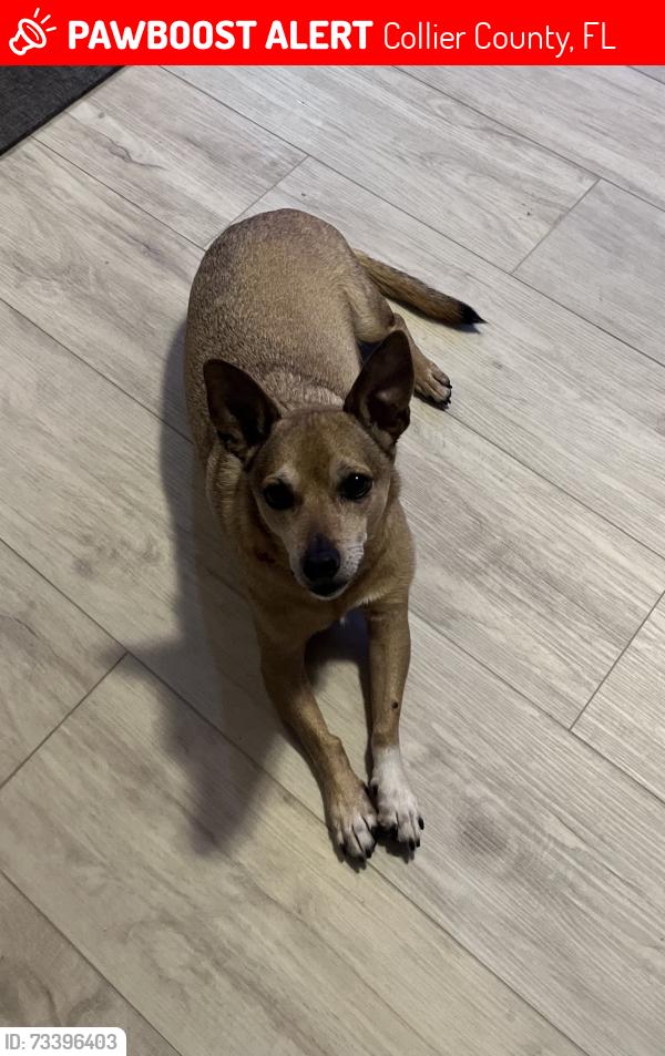 Lost Female Dog last seen Oil Well Grade Road, Collier County, FL 34120