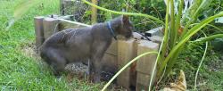 Found/Stray Male Cat last seen Conner Grant Rd & Adell Lane in Creekside Village, New Bern, NC 28562