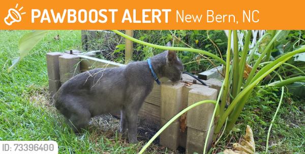 Found/Stray Male Cat last seen Conner Grant Rd & Adell Lane in Creekside Village, New Bern, NC 28562