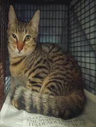 Shelter Stray Female Cat last seen , 1850 W 60th St, Los Angeles, CA 90047, USA